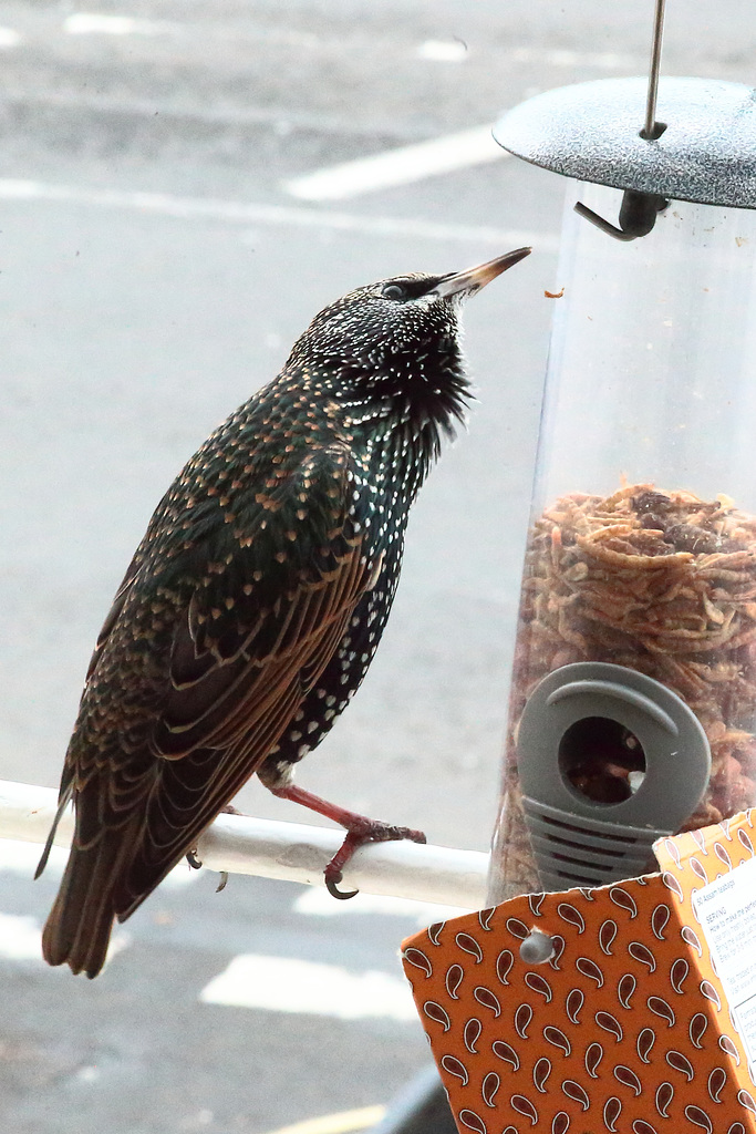 IMG 0176 Starling dpp