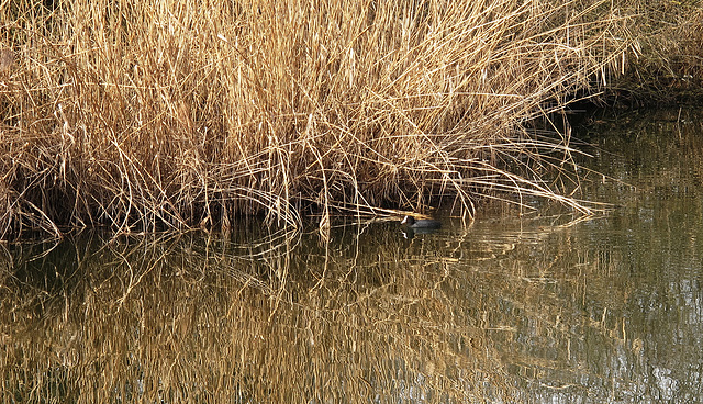 Blässhuhn - Fulica atra