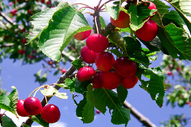 Le temps des cerises