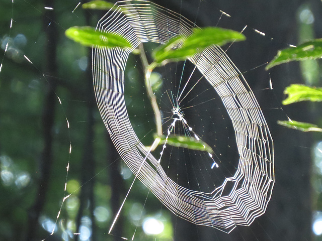 Spider web on a dewy morning