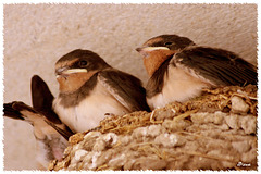 Barn swallow