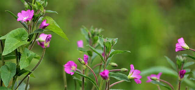 Epilobe hirsute - Epilobium hirsutum