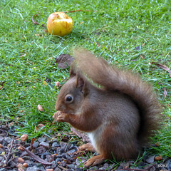 Red Squirrel