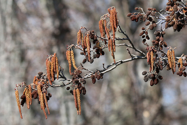 Catkins and cones