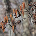 Catkins and cones