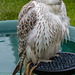 Chester cathedral falconry7