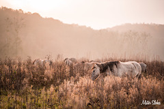 Horses in the field by sunset