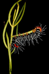 Comocrus behrii (Noctuidae, Agaristinae).