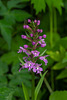 Platanthera psycodes (Small Purple Fringed orchid)