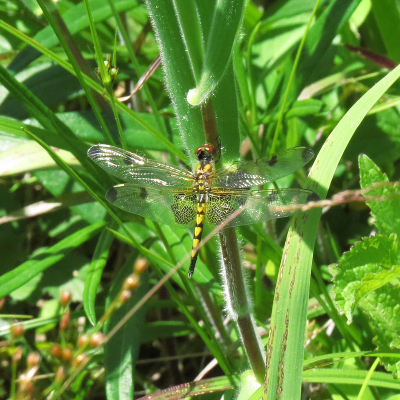 Calico pennant (F)