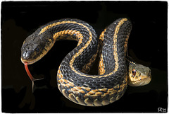 Garter Snakes in Black.