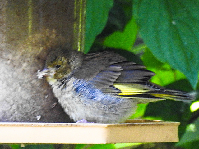 20230604 0588CPw [D~LIP] Grünfink (Carduelis chloris) [JV], Bad Salzuflen