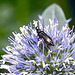 20230722 2815CPw [D~LIP] Mannstraz, Wollhaarkäfer (Dasytes agg), BS
