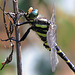 EOS R7 Peter Harriman 14 08 38 9090 goldenRinged dpp