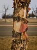 peeling bark