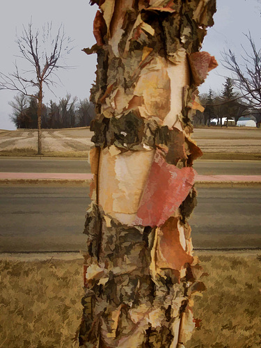 peeling bark