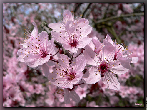 Fleurs de cerisier du Japon