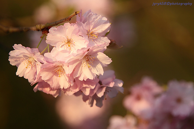 Sakura Blossoms 1