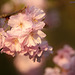 Sakura Blossoms 1