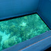 A glance at a reef from a glass-bottomed boat