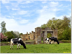 Kühe vor historischem Hintergrund