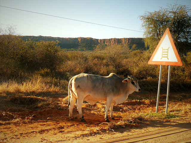 Zebu Rind vor "seinem" Verkehrszeichen und dem Waterberg