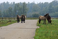 Koniks in aantocht 2