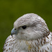 Chester cathedral falconry8