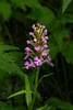 Platanthera psycodes (Small Purple Fringed orchid)