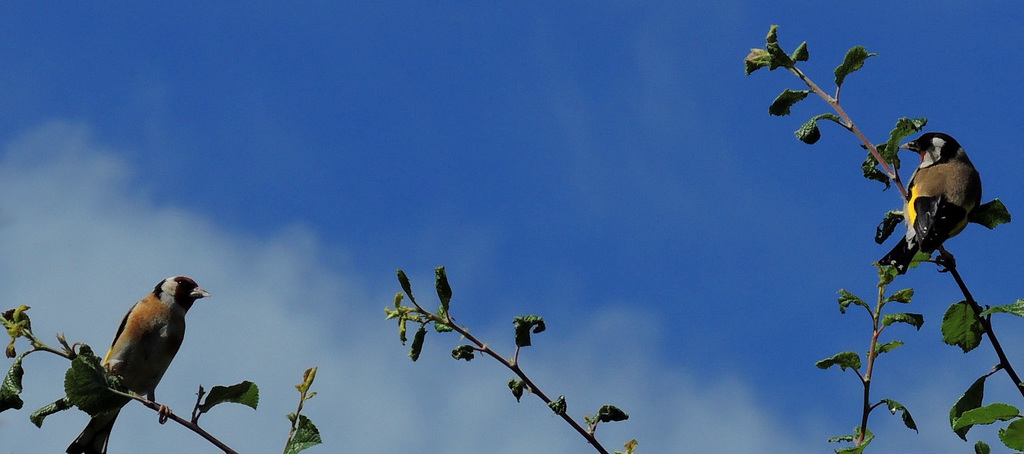 BIRDS