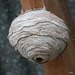 Wasp nest on the barn rafters