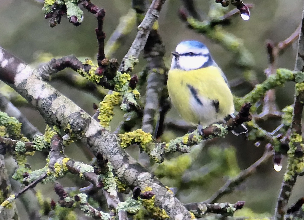 Blaumeise