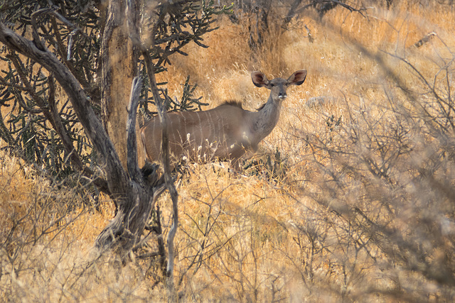 Namibia-0628