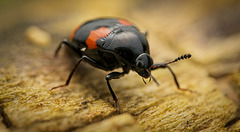 Der Vierfleckige Kahnkäfer (Scaphidium quadrimaculatum) war mal Model :)) The four-spotted boat beetle (Scaphidium quadrimaculatum) was once a model :)) Le scarabée à quatre points (Scaphidium quadrimaculatum) était autrefois un modèle :))