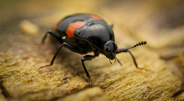 Der Vierfleckige Kahnkäfer (Scaphidium quadrimaculatum) war mal Model :)) The four-spotted boat beetle (Scaphidium quadrimaculatum) was once a model :)) Le scarabée à quatre points (Scaphidium quadrim