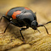 Der Vierfleckige Kahnkäfer (Scaphidium quadrimaculatum) war mal Model :)) The four-spotted boat beetle (Scaphidium quadrimaculatum) was once a model :)) Le scarabée à quatre points (Scaphidium quadrimaculatum) était autrefois un modèle :))