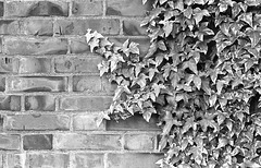 Ivy on the brick wall