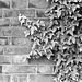 Ivy on the brick wall