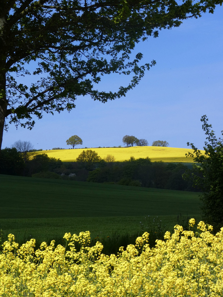 Frühlingstag bei Lütjenburg/ Holstein