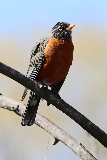 American robin