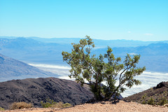 Juniperus osteosperma, Utah juniperus, Death Valley USA L1007645