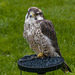 Chester cathedral falconry9