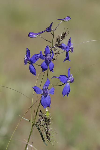 Meadow Larkspur