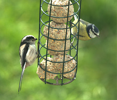 Long Tailed Tit and Blue Tit