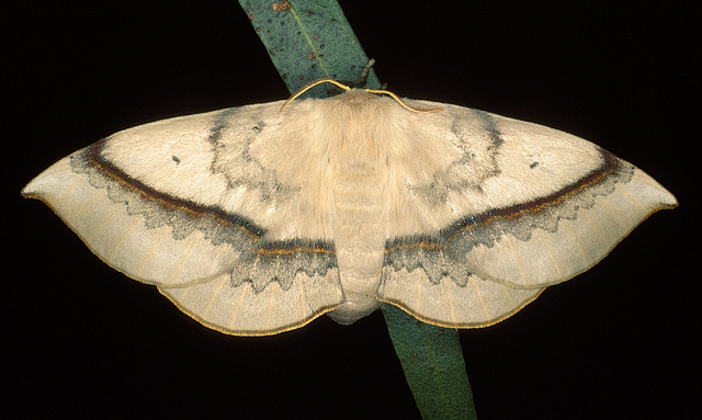 Anthela varia (Anthelidae)