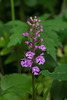 Platanthera psycodes (Small Purple Fringed orchid)