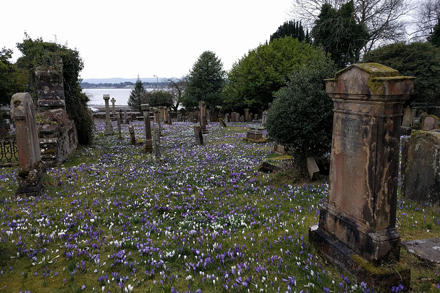 Crocuses At Rhu Church