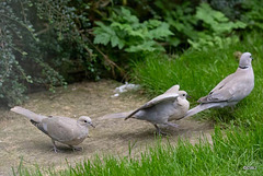 Young doves pestering their mother