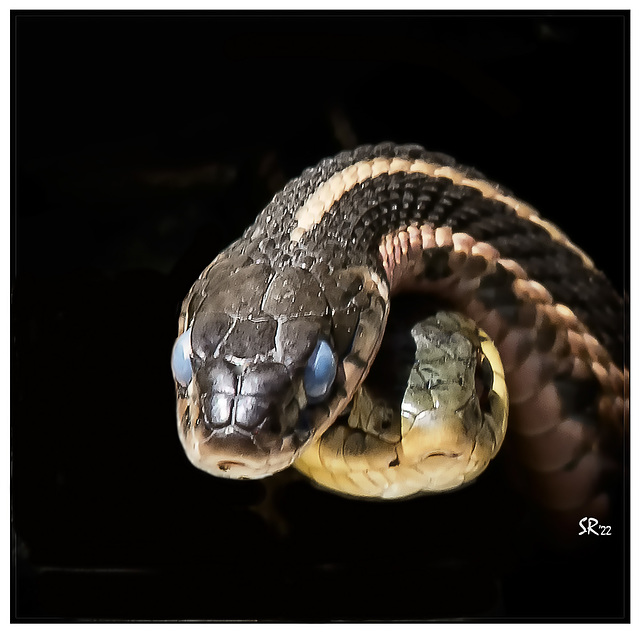 Garter Snakes in Black.