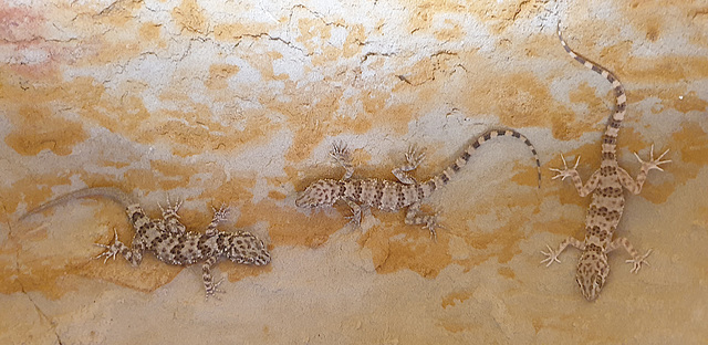 Cave Lizards